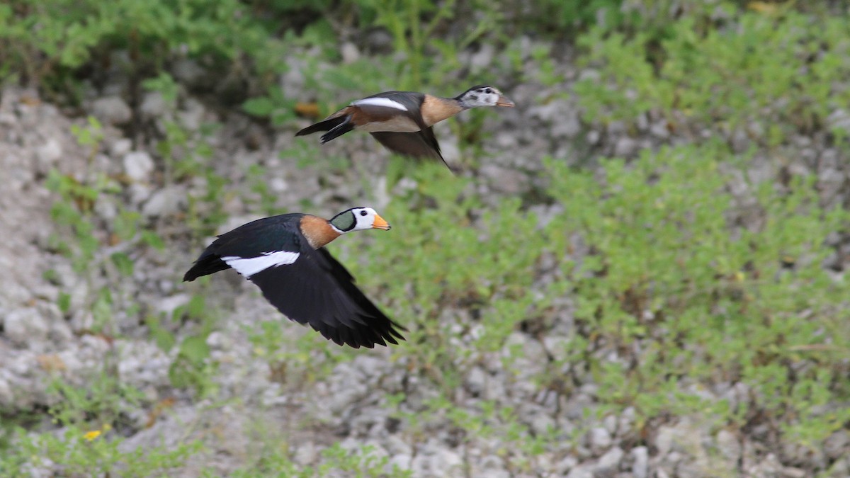 African Pygmy-Goose - ML23768911