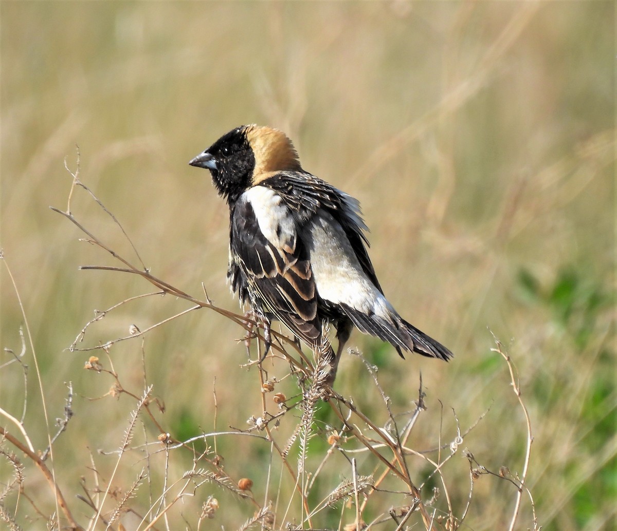 Bobolink - ML237689321