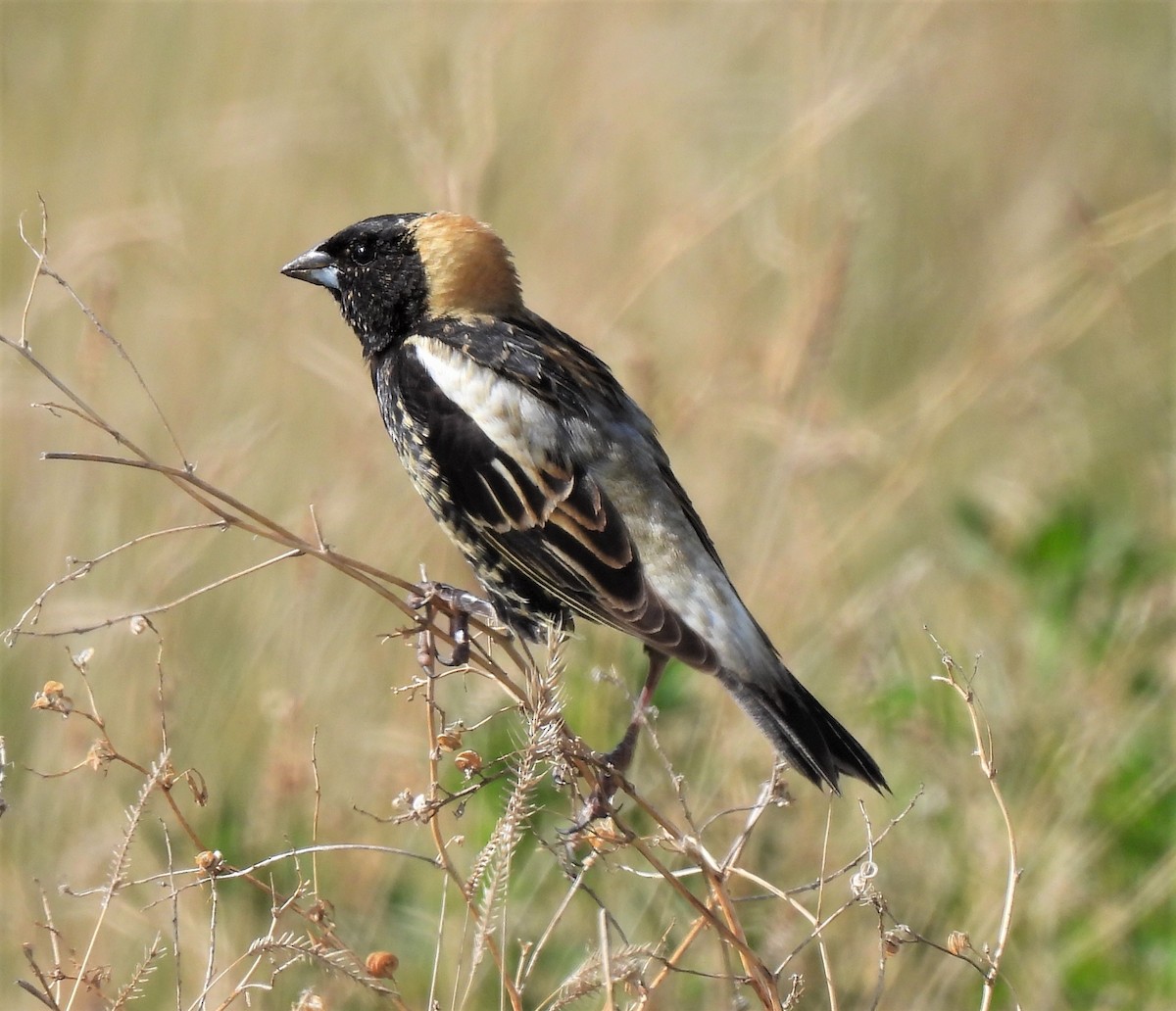 Bobolink - ML237689351