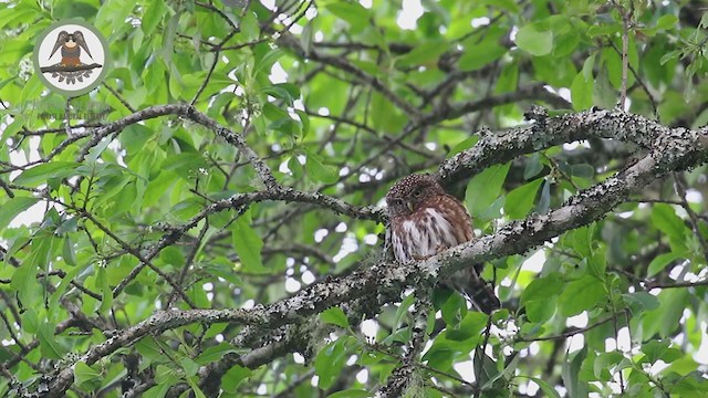 Yungas Pygmy-Owl - ML237689421