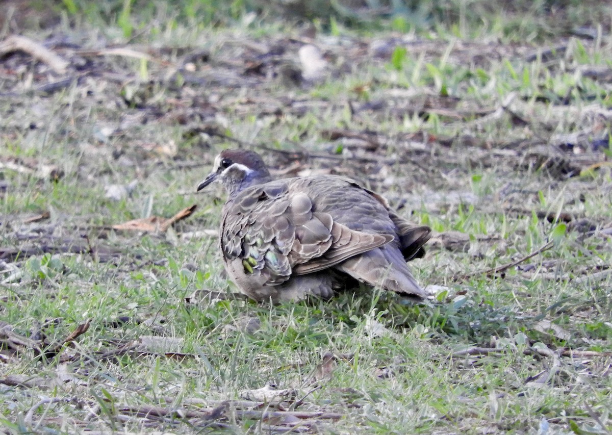 Common Bronzewing - ML237690141