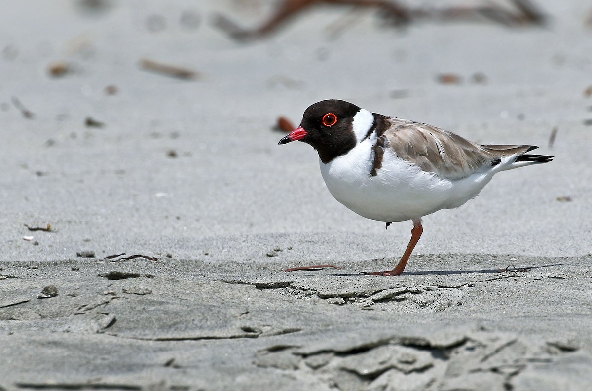 Hooded Plover - Andrew Spencer