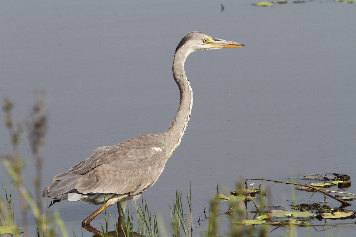 Gray Heron - ML23769031