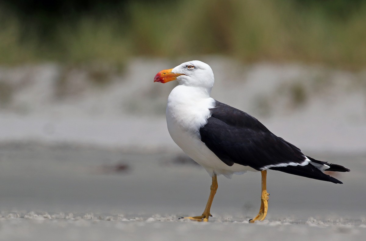 Pacific Gull - ML23769041