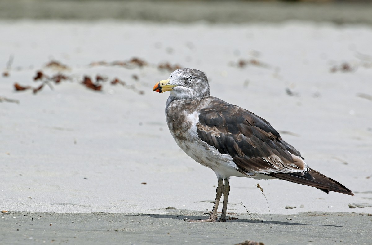 Pacific Gull - ML23769051