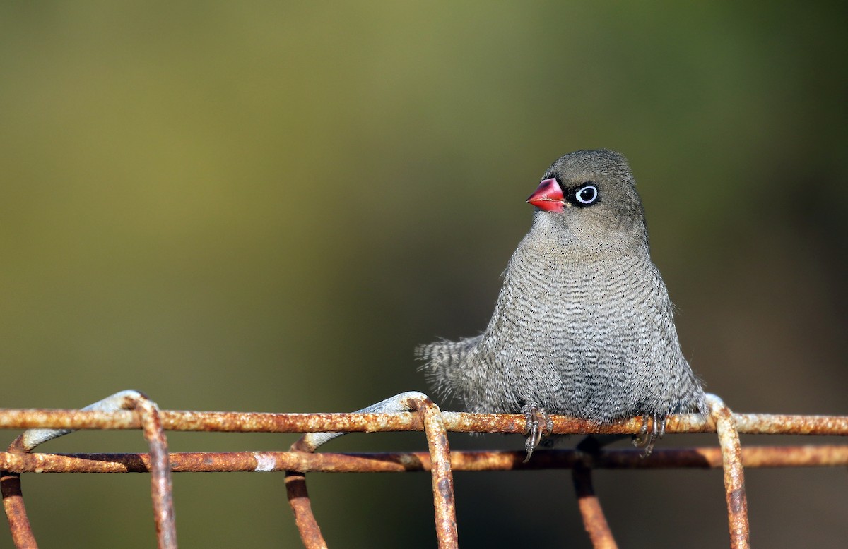 Beautiful Firetail - ML23769061