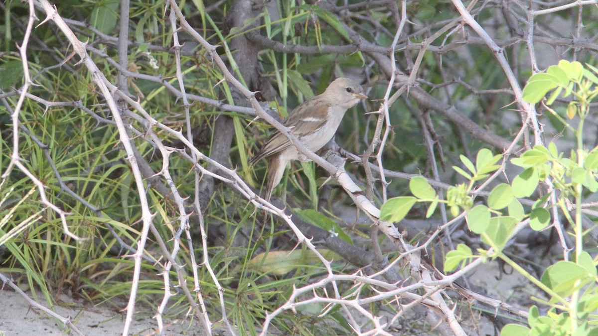 Southern Gray-headed Sparrow - ML23769101