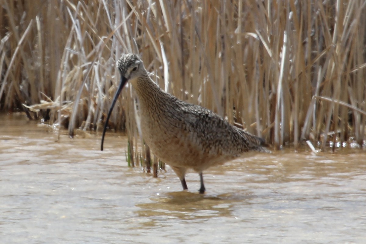 Long-billed Curlew - ML237692851