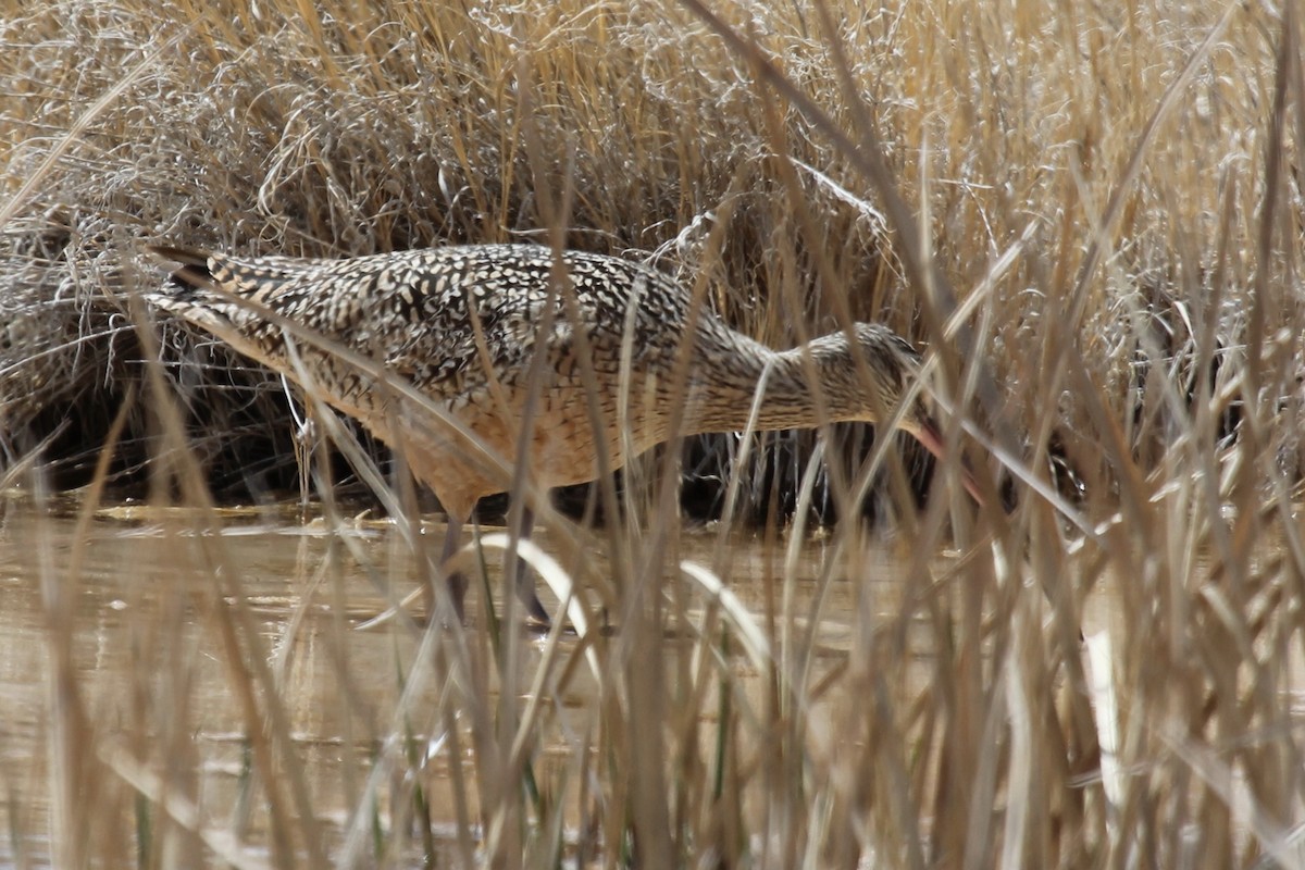 Long-billed Curlew - ML237692941