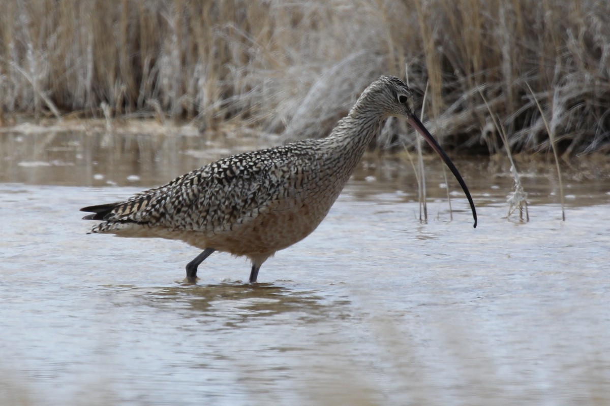 Long-billed Curlew - ML237692951