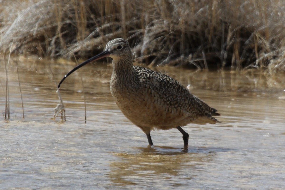 Long-billed Curlew - ML237692961