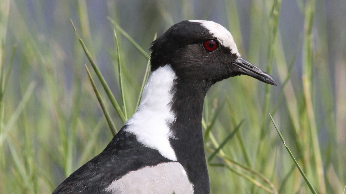 Blacksmith Lapwing - ML23769331