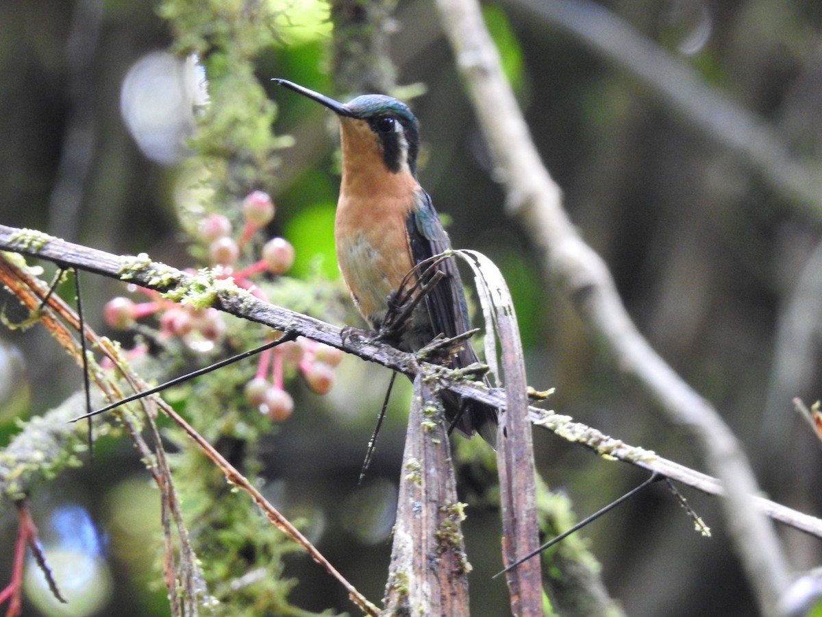 Colibrí Gorjipúrpura - ML237698811