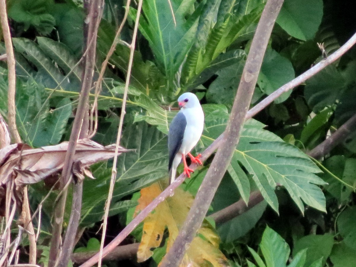 Gray-headed Goshawk - ML23769891