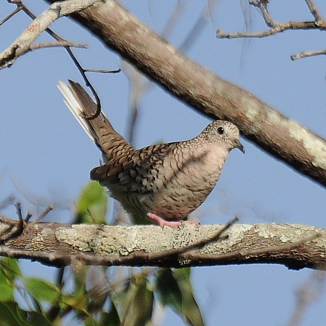 Common Ground Dove - ML237699851