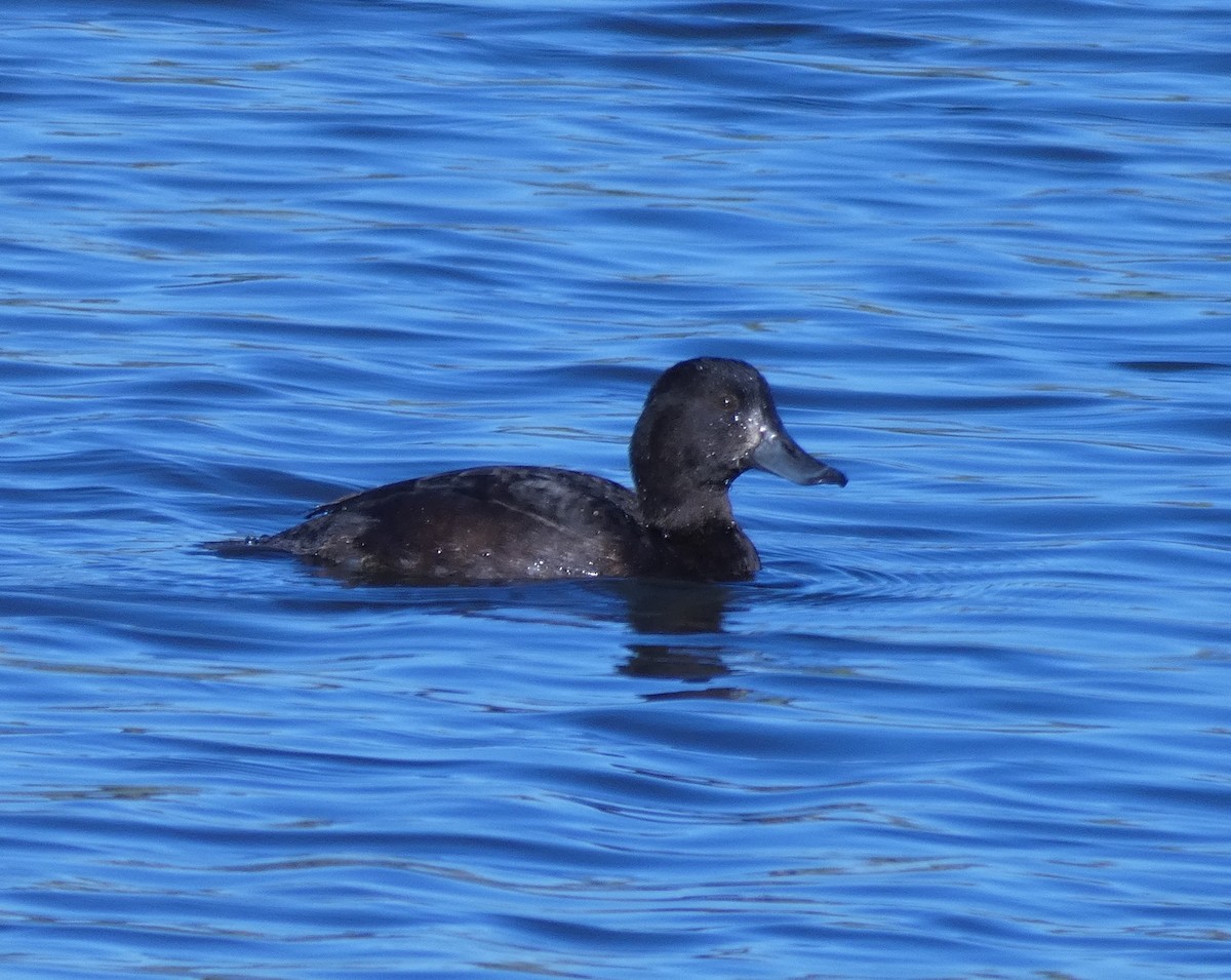 New Zealand Scaup - ML237702251