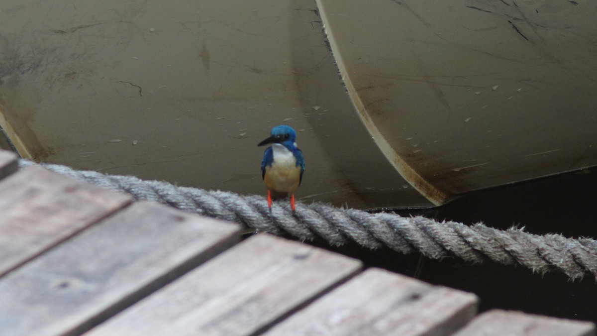 Malachite Kingfisher - ML23770291