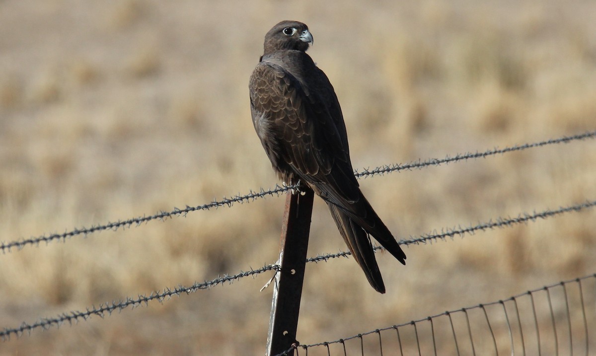 Black Falcon - Chris Chapman