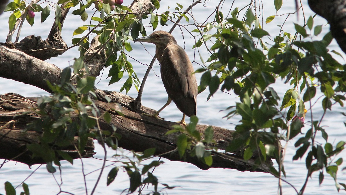 Black-crowned Night Heron - ML23770361