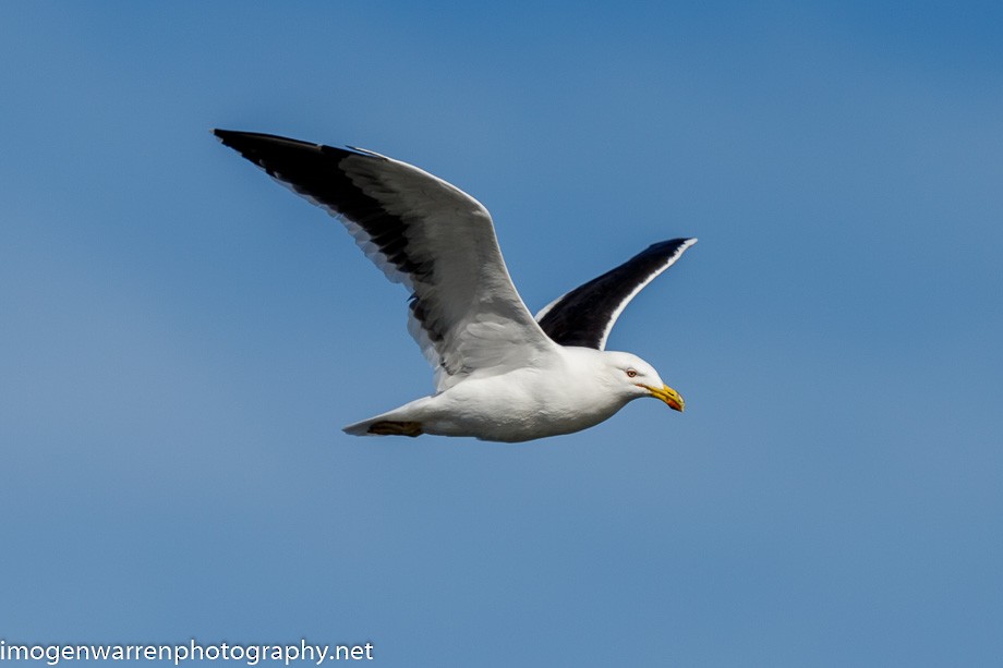 Kelp Gull - ML237707141