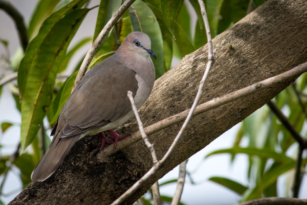 White-tipped Dove - ML237708621