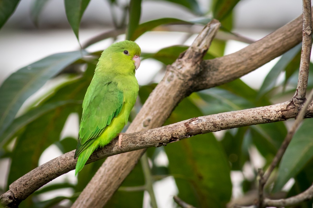 Зелёный воробьиный попугайчик - ML237708801