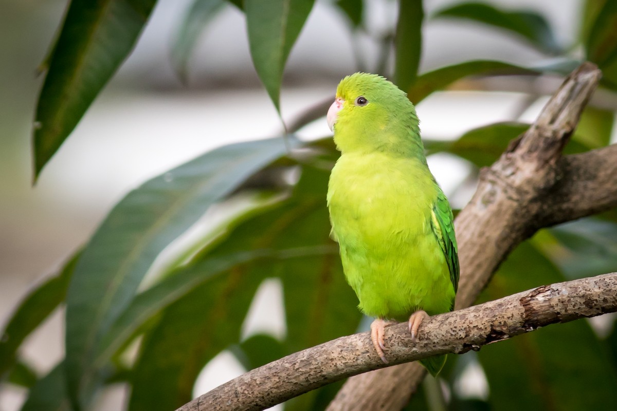 Зелёный воробьиный попугайчик - ML237708821