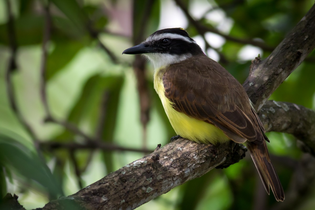 Great Kiskadee - Becke Sigaty