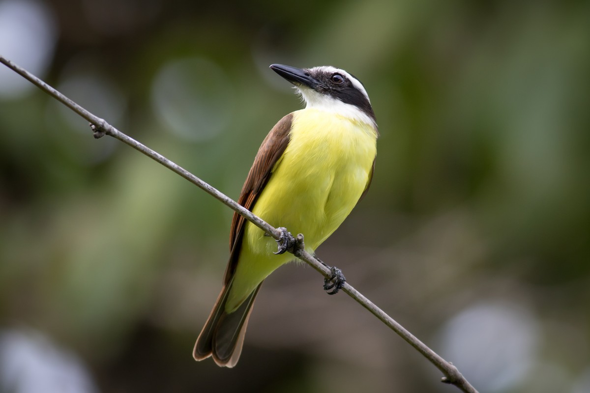 Great Kiskadee - Becke Sigaty