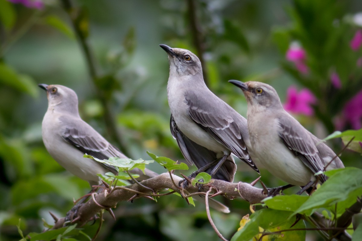 Tropical Mockingbird - ML237709211