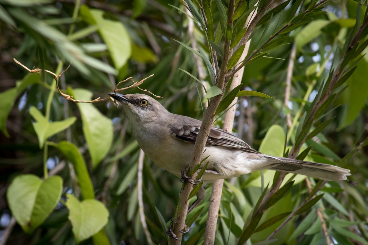 Tropical Mockingbird - ML237709221