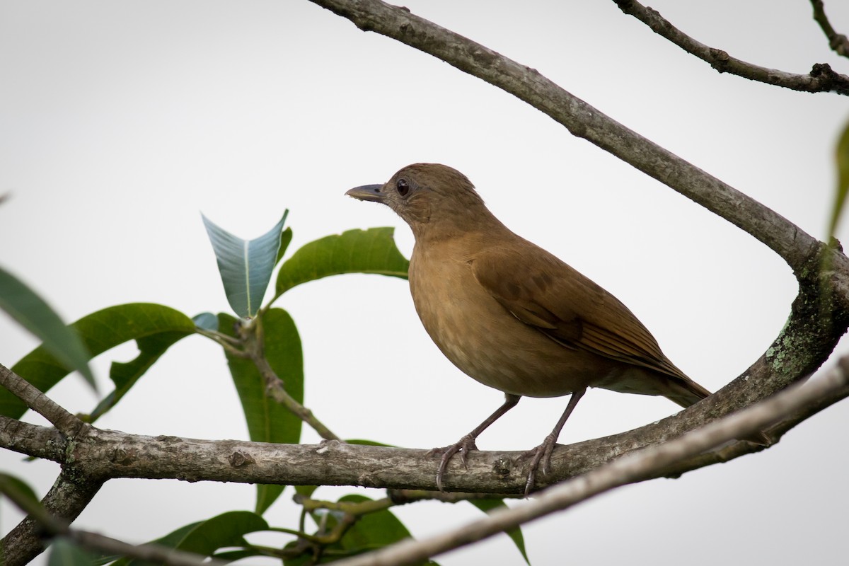 Cocoa Thrush - ML237709241