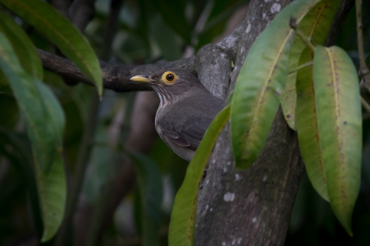 Spectacled Thrush - ML237709261