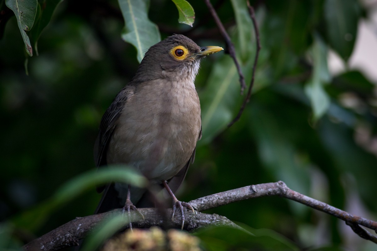 Spectacled Thrush - ML237709291