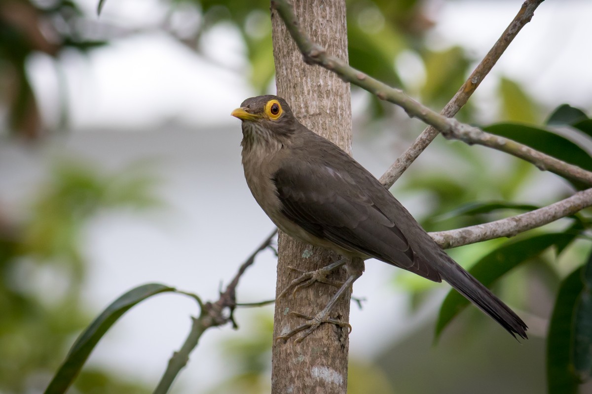 Spectacled Thrush - ML237709301