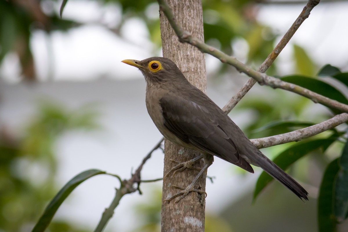 Spectacled Thrush - ML237709311