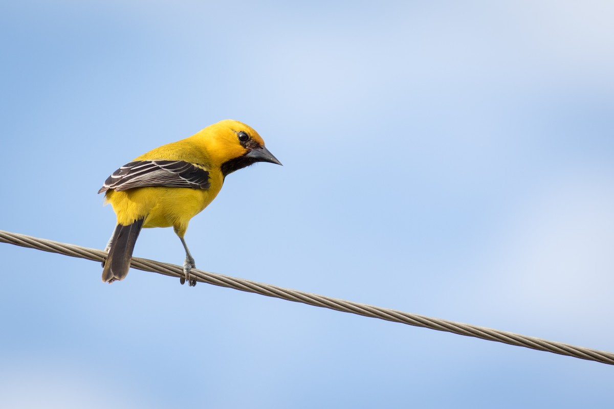 Yellow Oriole - ML237709321