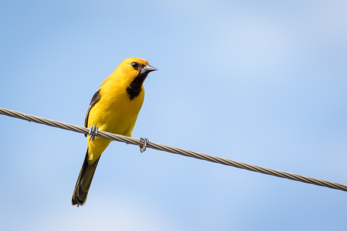 Yellow Oriole - Becke Sigaty