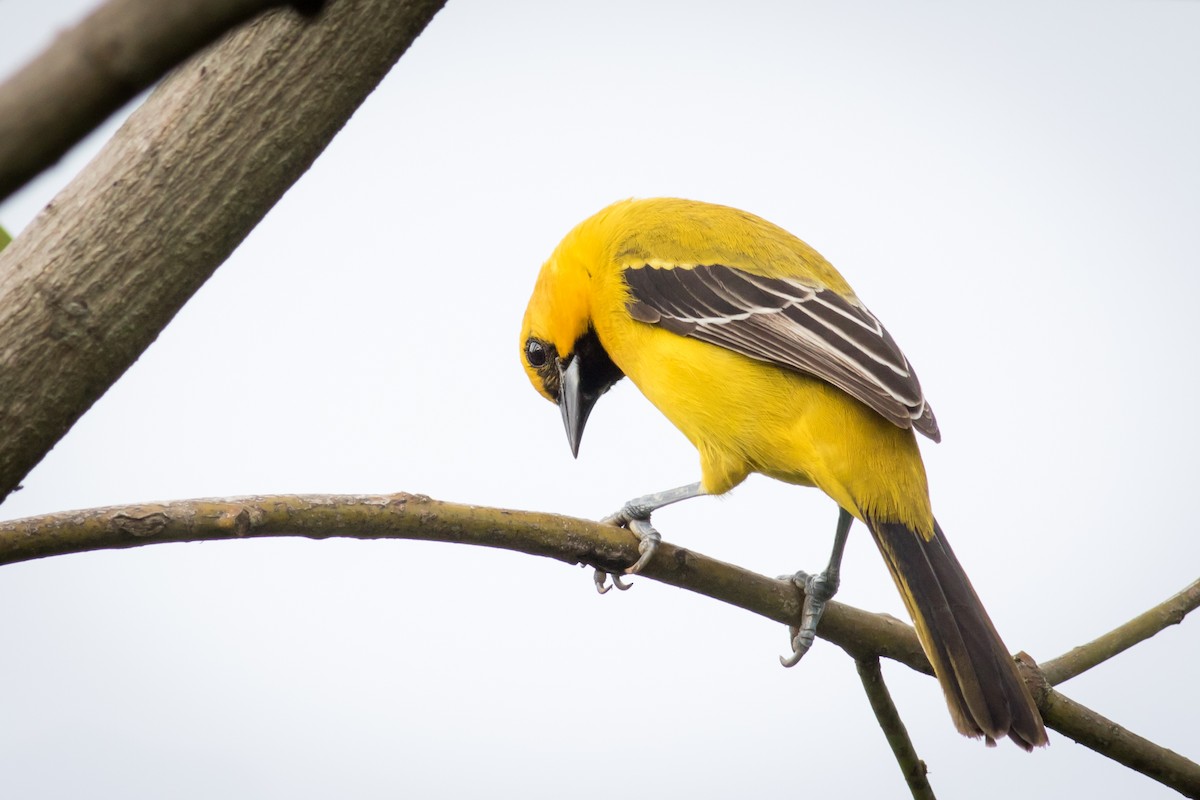 Yellow Oriole - ML237709361