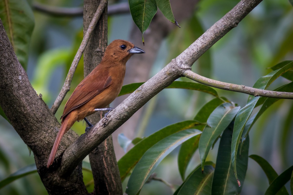 White-lined Tanager - ML237709431