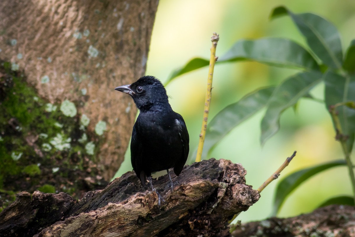 White-lined Tanager - Becke Sigaty