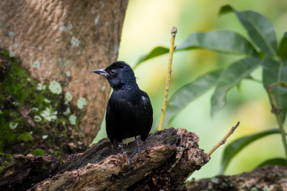 White-lined Tanager - ML237709451