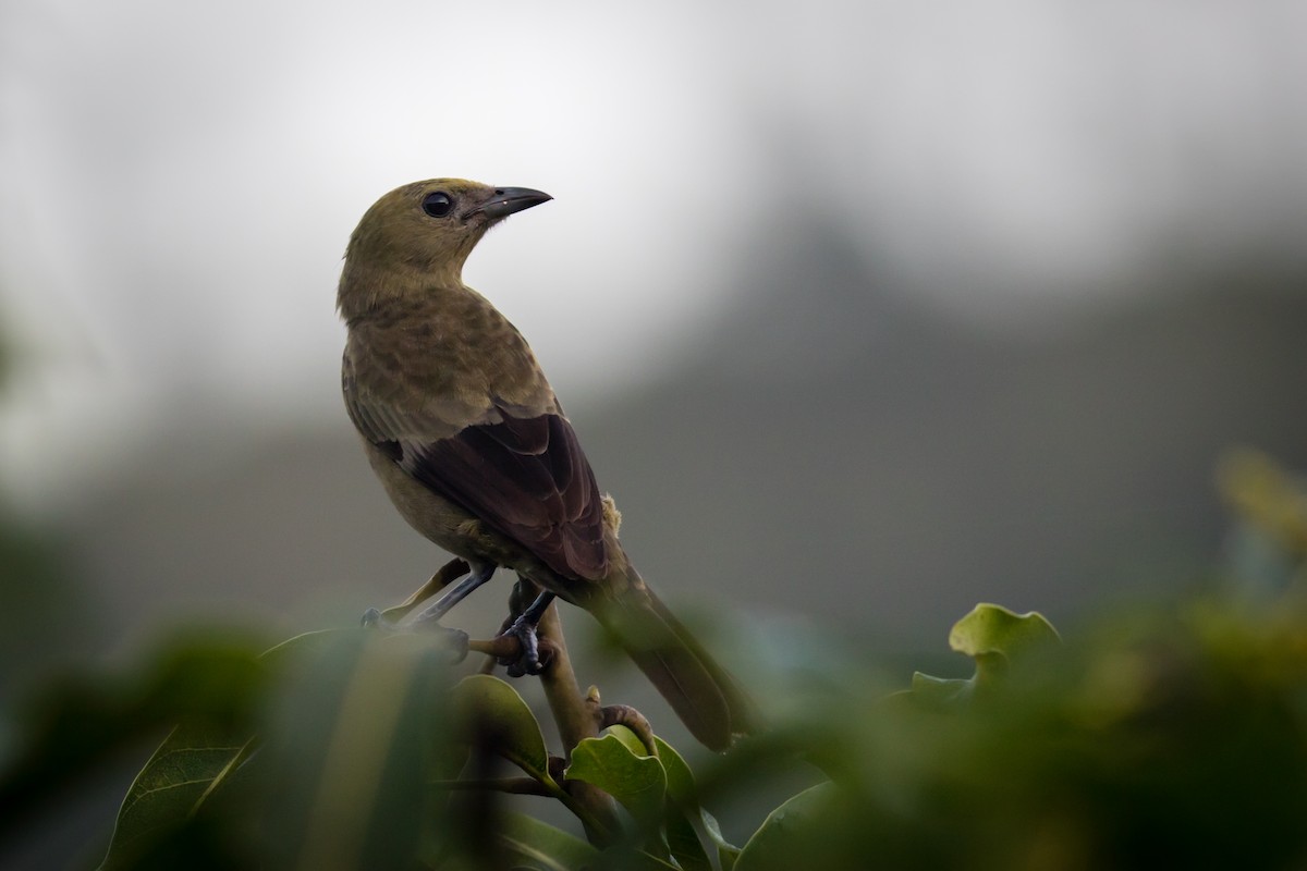 Palm Tanager - ML237709921