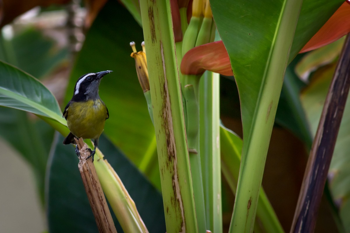 Bananaquit - ML237709991