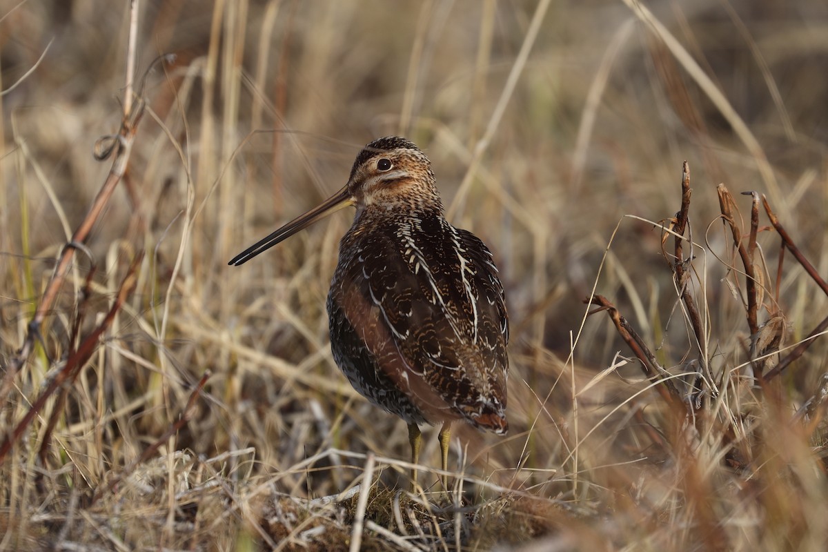 Wilson's Snipe - ML237710001