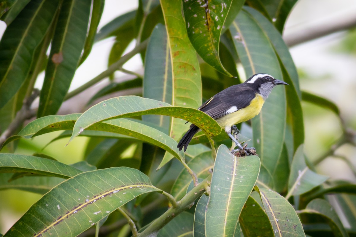 Bananaquit - ML237710021