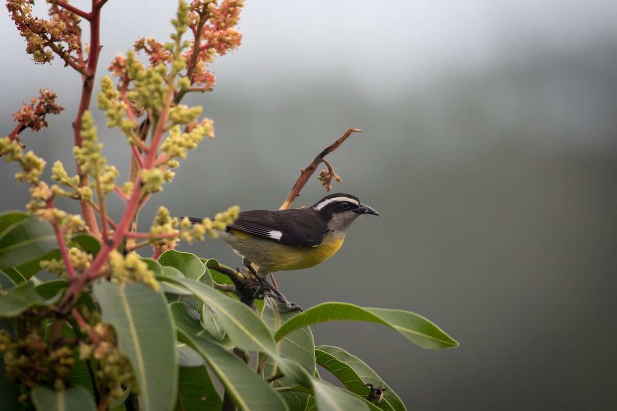 Bananaquit - ML237710031