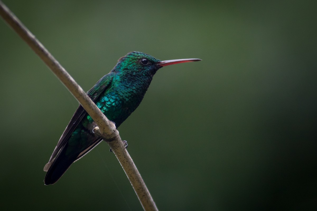Blue-chinned Sapphire - Becke Sigaty