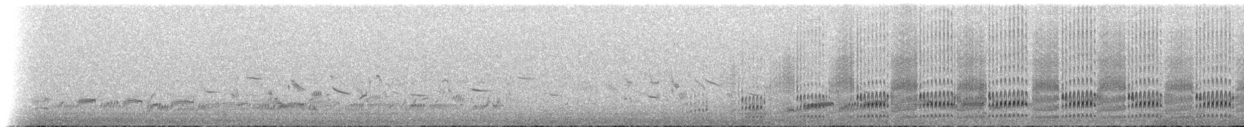 Beringstrandläufer (ptilocnemis) - ML237711
