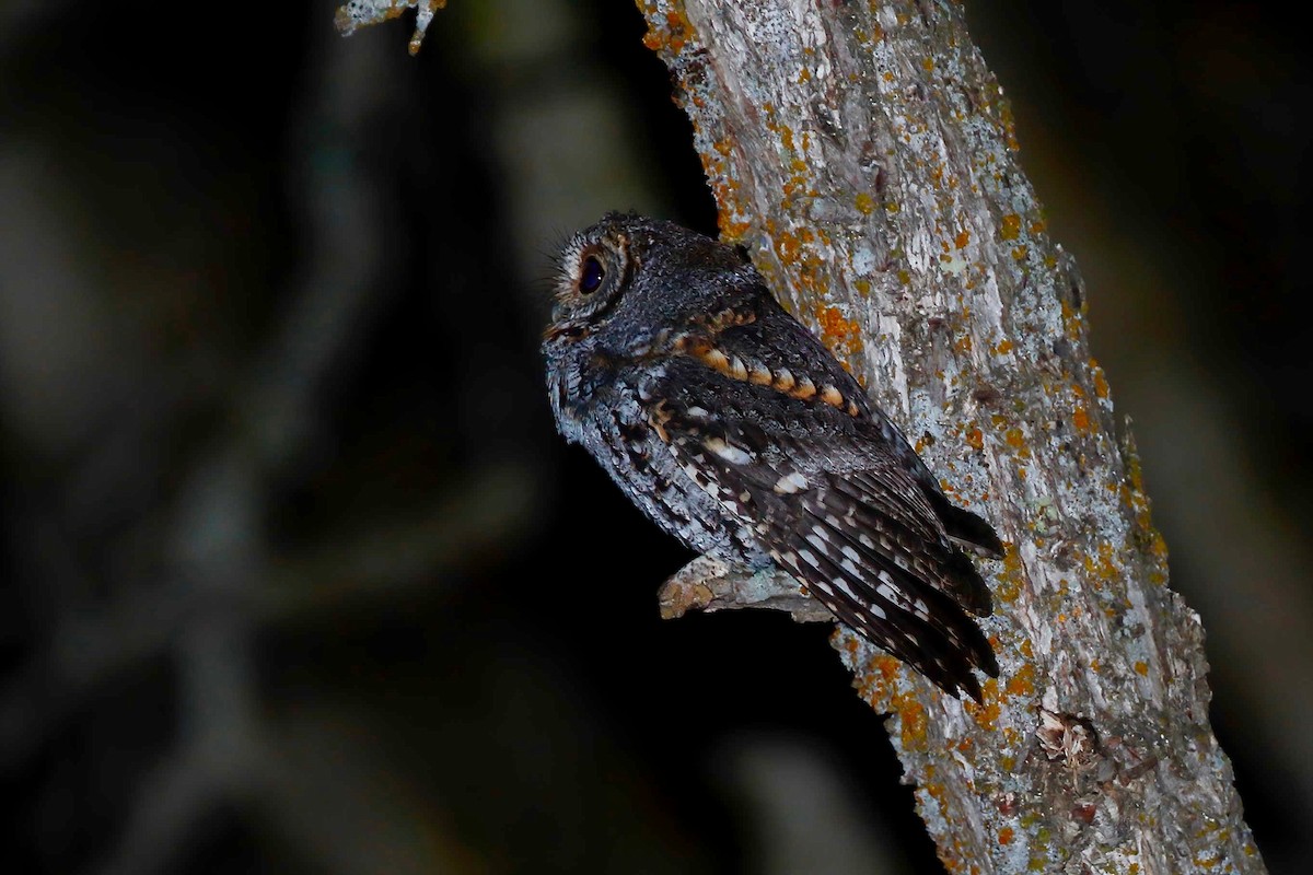 Flammulated Owl - ML237712171